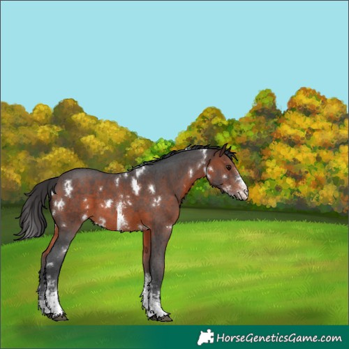 Horse Color:White Spotted Brown Sabino 