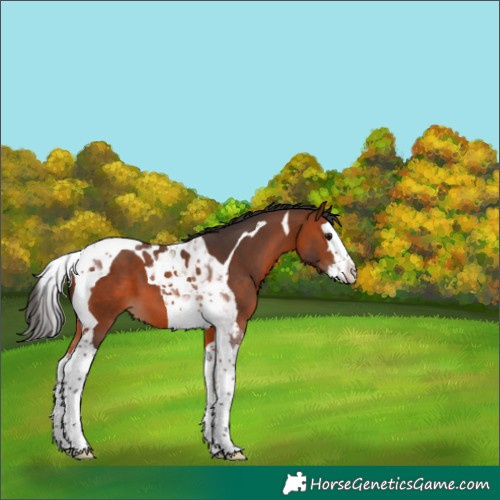 Horse Color:Bay Splash Tobiano 