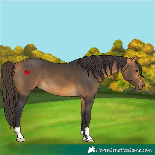 Horse Color:Buckskin 
