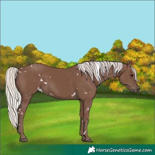 Horse Color:White Spotted Silver Black