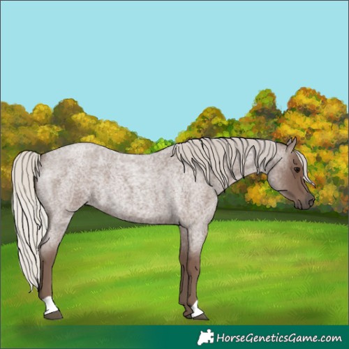 Horse Color:Silver Blue Roan