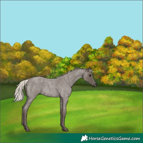 Horse Color:Silver Blue Roan