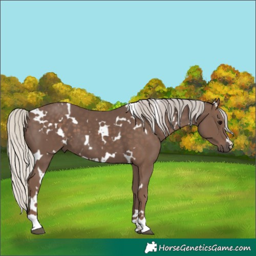 Horse Color:White Spotted Silver Black 