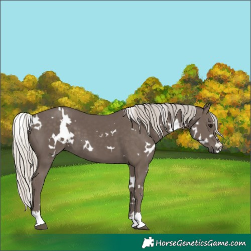 Horse Color:White Spotted Silver Black 