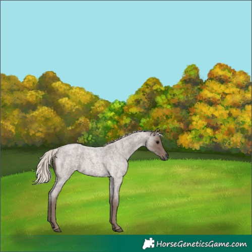 Horse Color:Silver Blue Roan