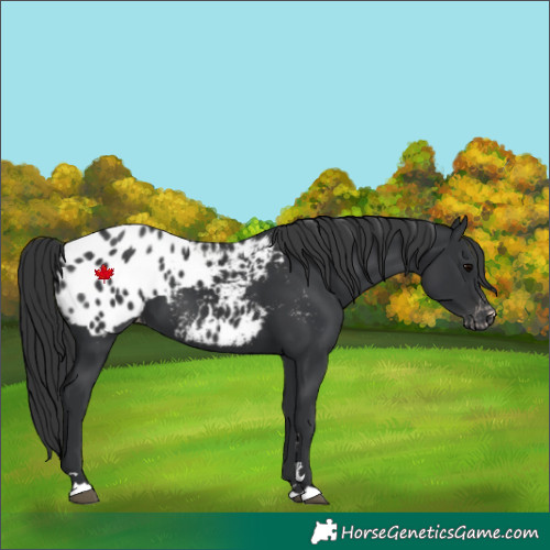 Horse Color:Black Blanket