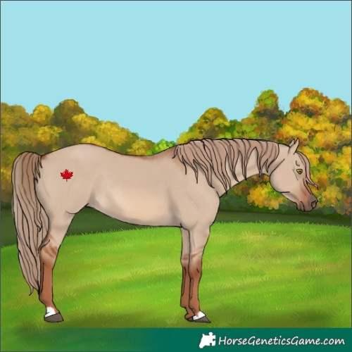 Horse Color:Red Dun Rabicano 