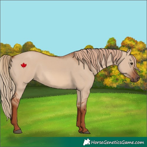 Horse Color:Red Dun 