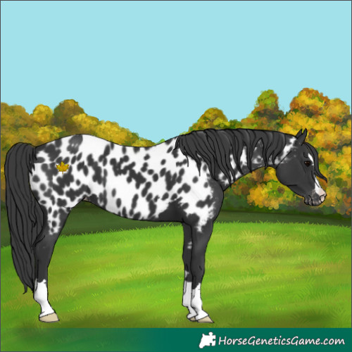 Horse Color:Black Appaloosa