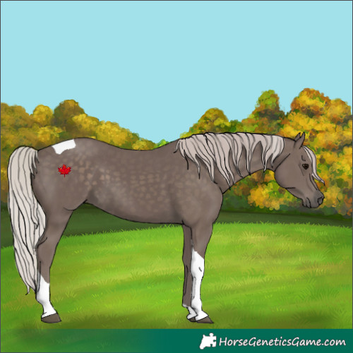 Horse Color:Silver Black Tobiano