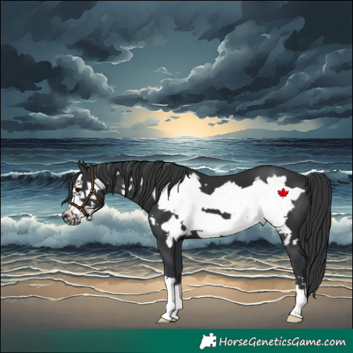 Horse Color:Black Frame 