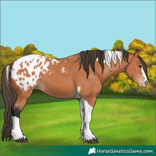 Horse Color:Bay Tobiano Appaloosa 