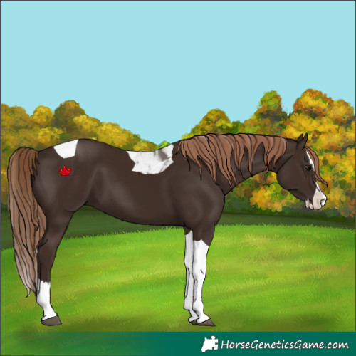 Horse Color:Liver Chestnut Splash Tobiano 