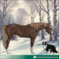 Horse Color:Gray Chestnut 