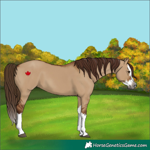 Horse Color:Gray Red Dun Splash