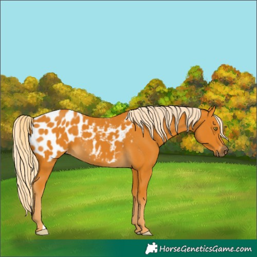 Horse Color:Gray Palomino Blanket