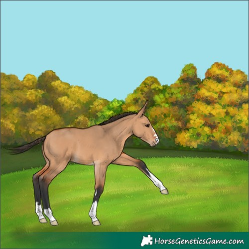 Horse Color:Unknown 