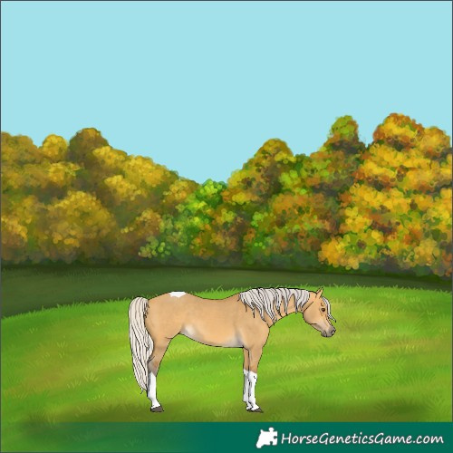Horse Color:Silver Buckskin Dun Tobiano