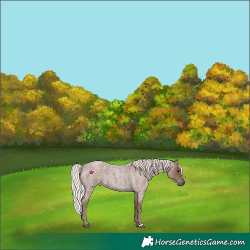 Horse Color:Silver Blue Roan 