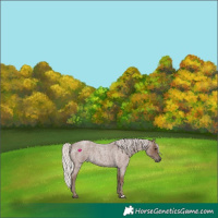 Horse Color:Silver Blue Roan 