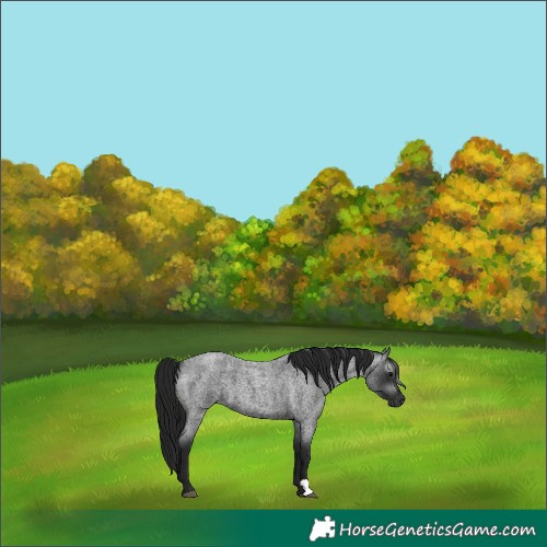 Horse Color:Gray Blue Roan 