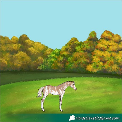Horse Color:Silver Bay Dun Sabino Frame Rabicano 