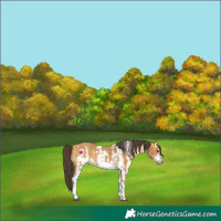 Horse Color:Buckskin Sabino Frame Rabicano