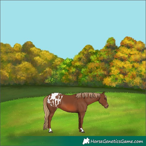 Horse Color:Chestnut Blanket 