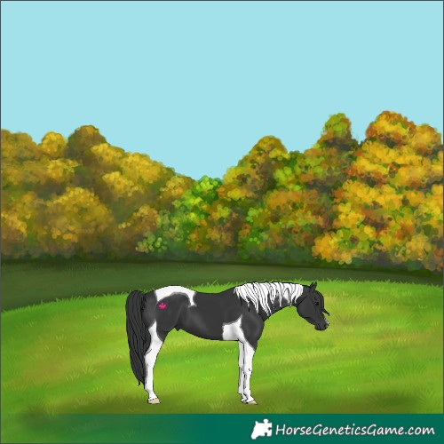 Horse Color:Black Tobiano 