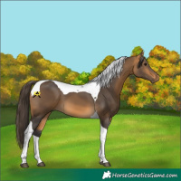 Horse Color:Buckskin Tobiano 