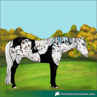 Horse Color:Silver Brown Tobiano Appaloosa Rabicano 