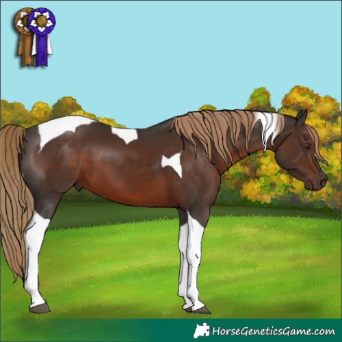 Horse Color:Liver Chestnut Tobiano 