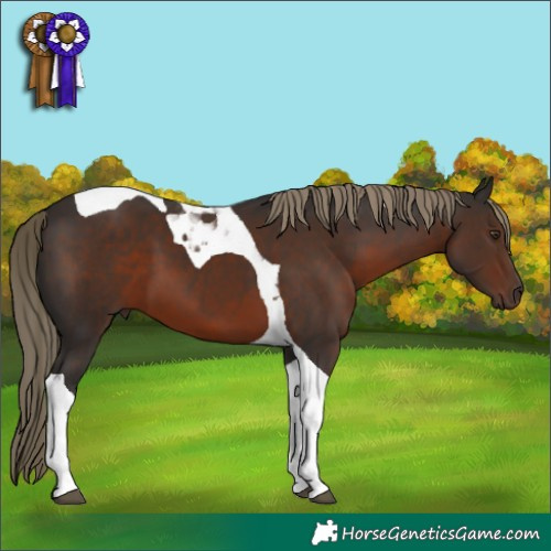 Horse Color:Liver Chestnut Tobiano
