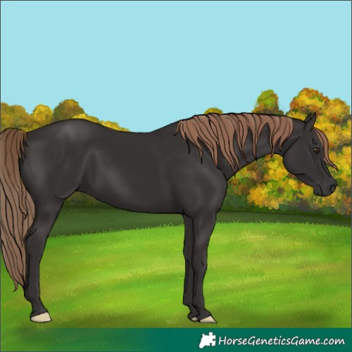 Horse Color:Liver Chestnut 