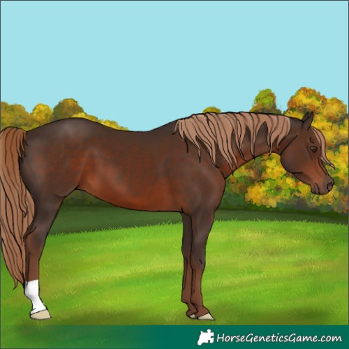 Horse Color:Liver Chestnut 