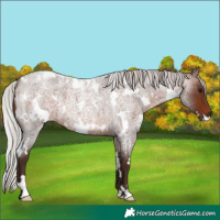 Horse Color:White Spotted Silver Brown Roan