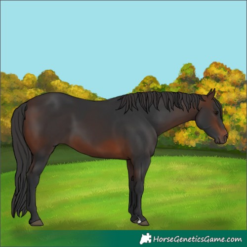 Horse Color:Brown 