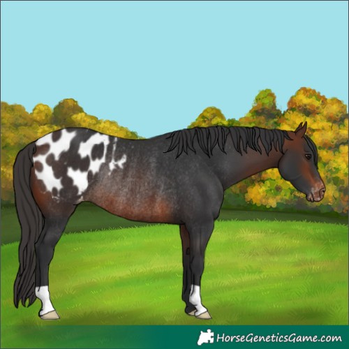 Horse Color:Brown Appaloosa Rabicano 