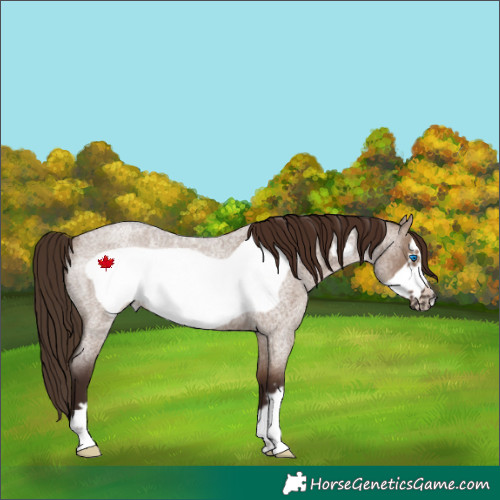 Horse Color:Liver Red Dun Roan Frame Rabicano 