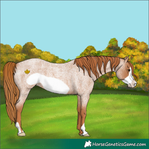 Horse Color:Red Roan Frame 