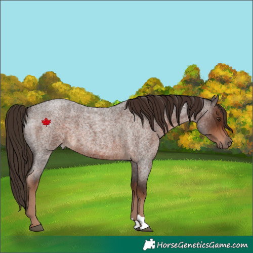 Horse Color:Liver Red Roan