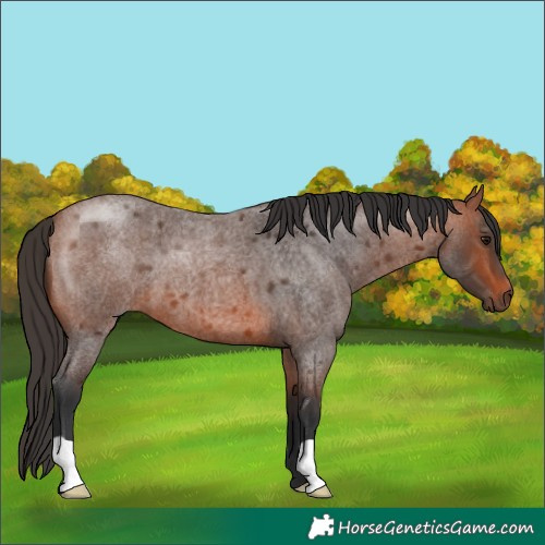 Horse Color:Bay Roan 
