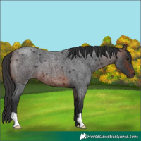 Horse Color:Brown Roan 