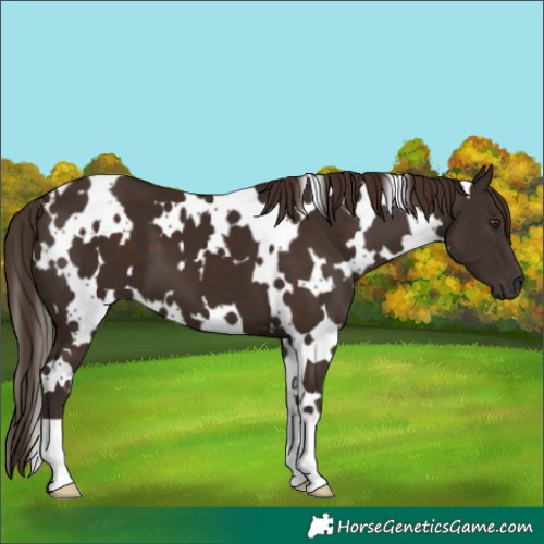 Horse Color:White Spotted Liver Chestnut 