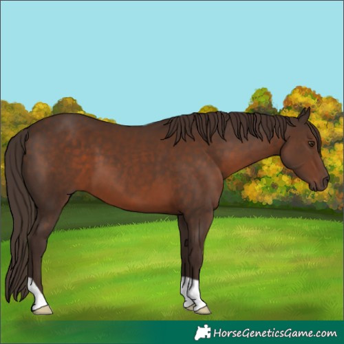 Horse Color:Liver Chestnut 