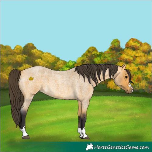Horse Color:Buckskin Roan