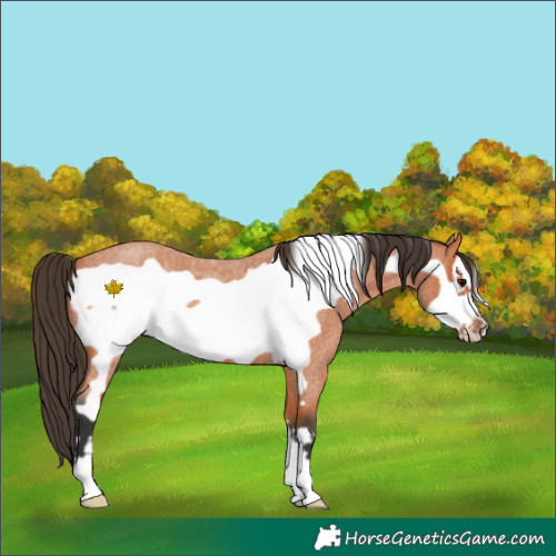 Horse Color:Bay Roan Frame