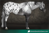 Horse Color:Platinum Buckskin Tobiano Skewed Appaloosa 