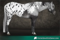 Horse Color:Platinum Buckskin Tobiano Skewed Appaloosa