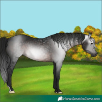 Horse Color:Gray Brown